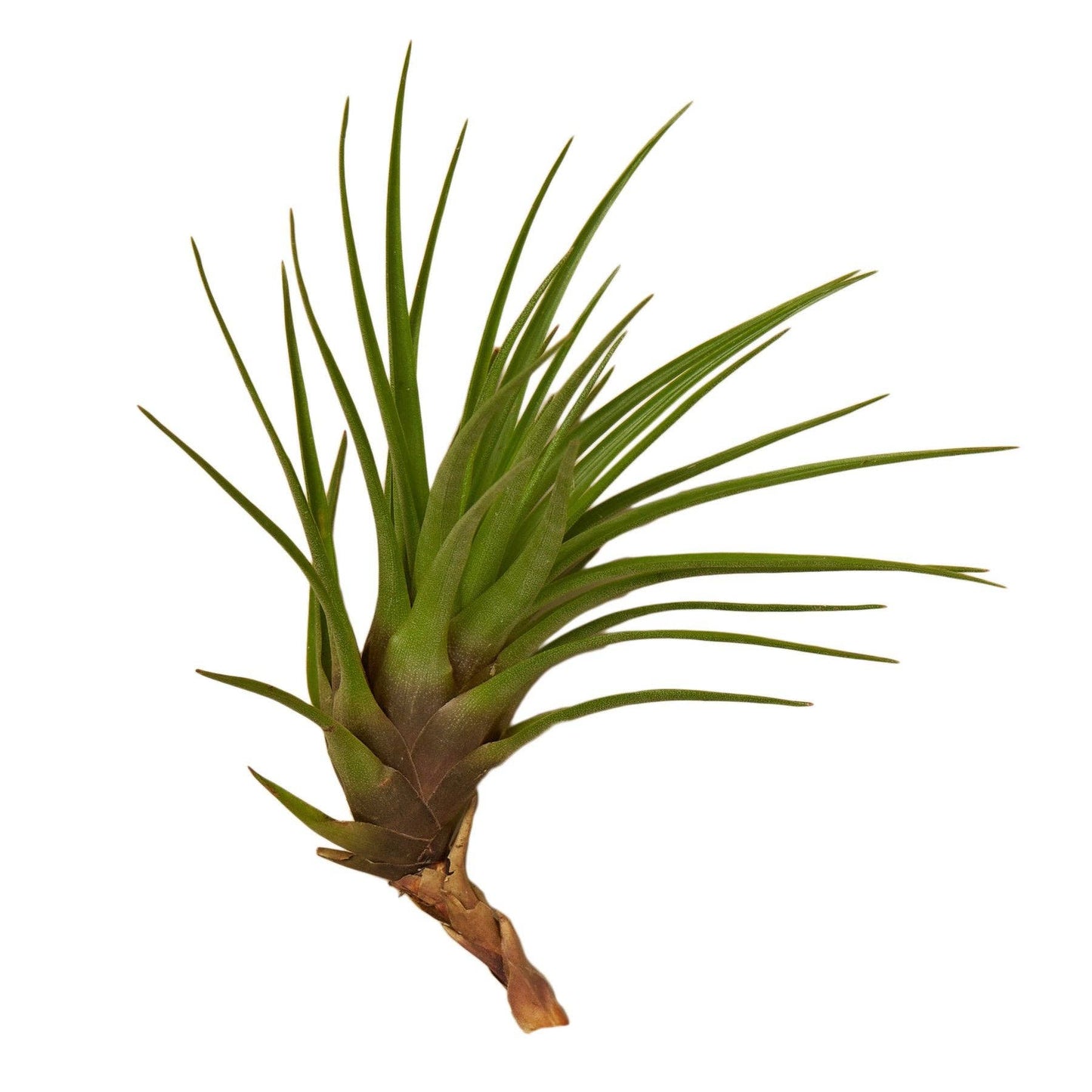 Tillandsia Tricolor Air Plant πβ¨