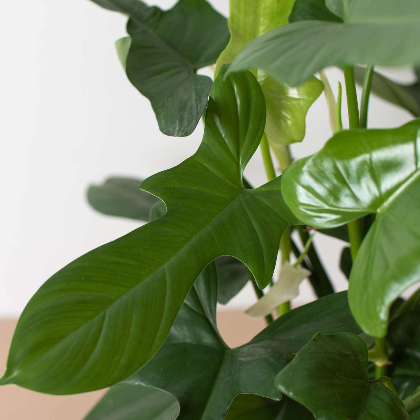 Philodendron Silver Sword š”ļøšæ 4" Pot