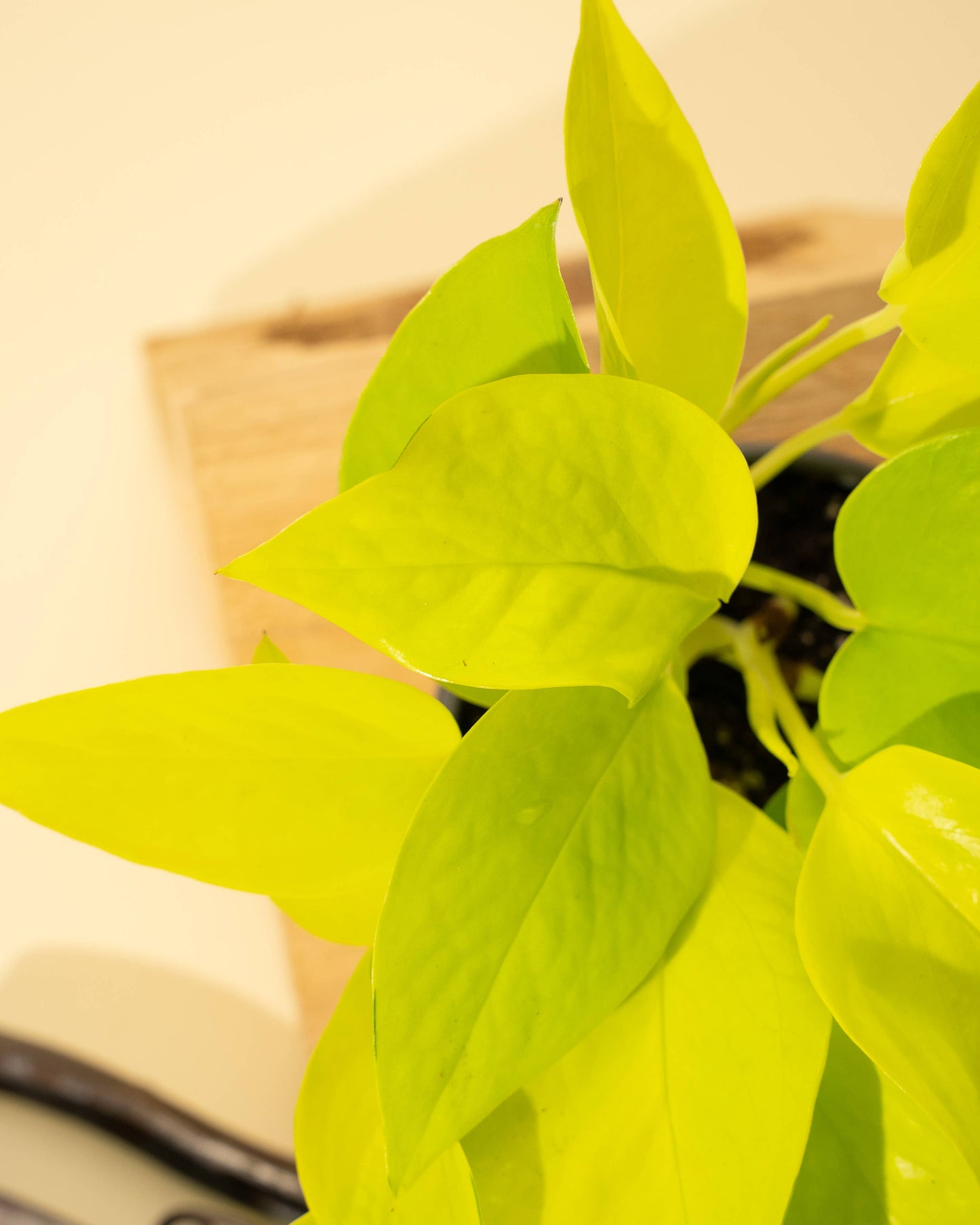 4" Pothos 'Neon'