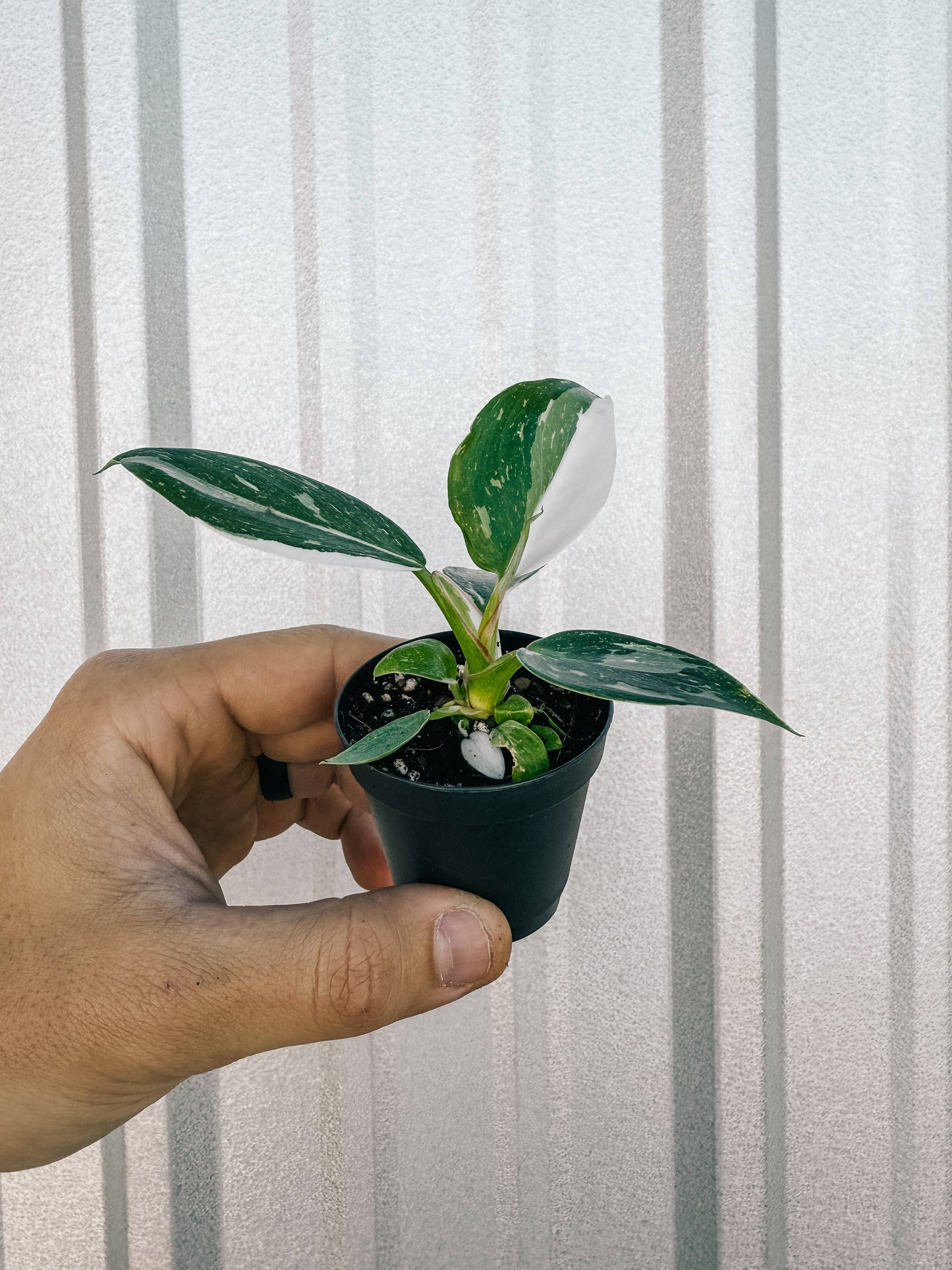 2" Philodendron 'White Princess'