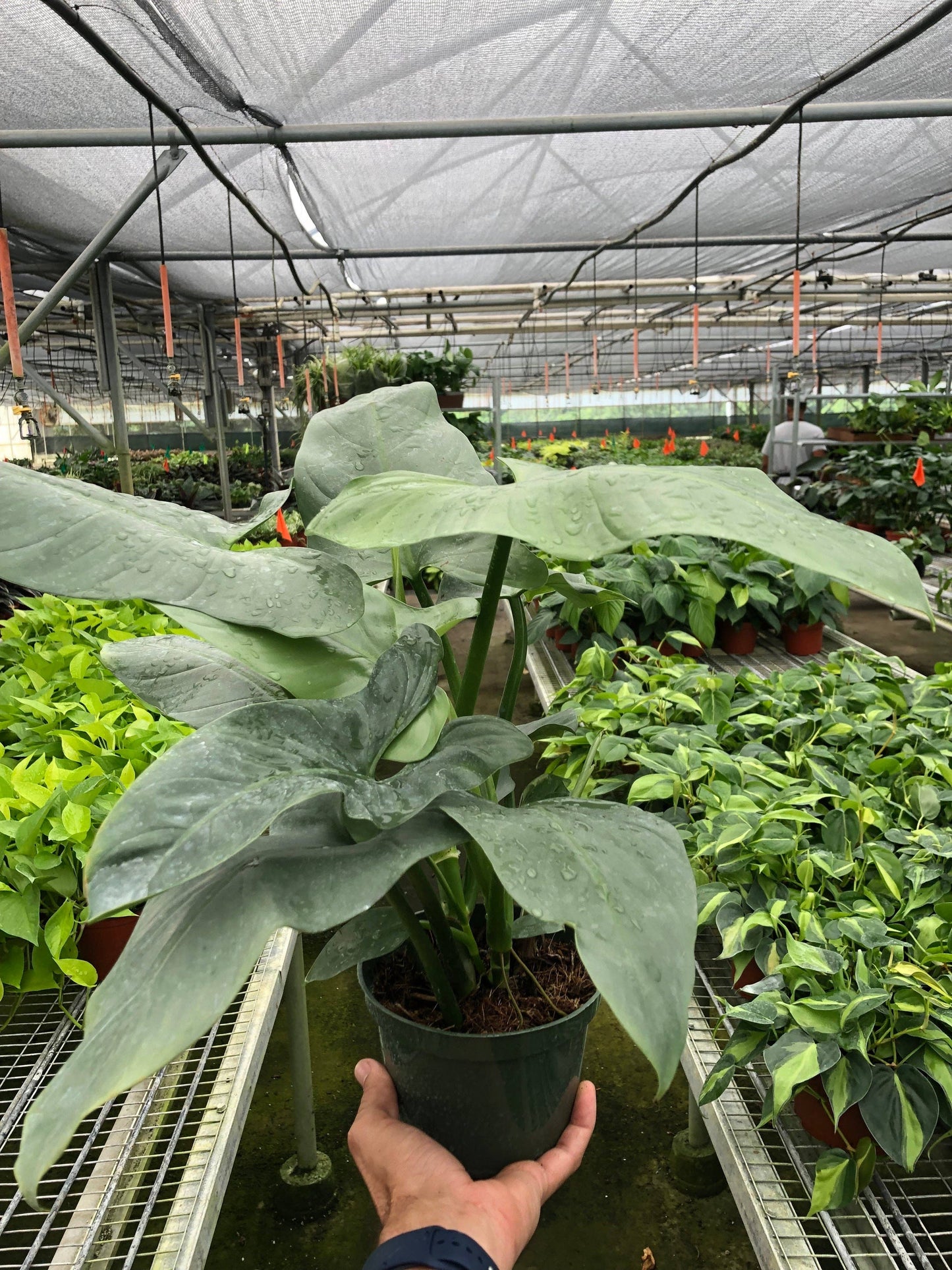 Philodendron Silver Sword š”ļøšæ 4" Pot