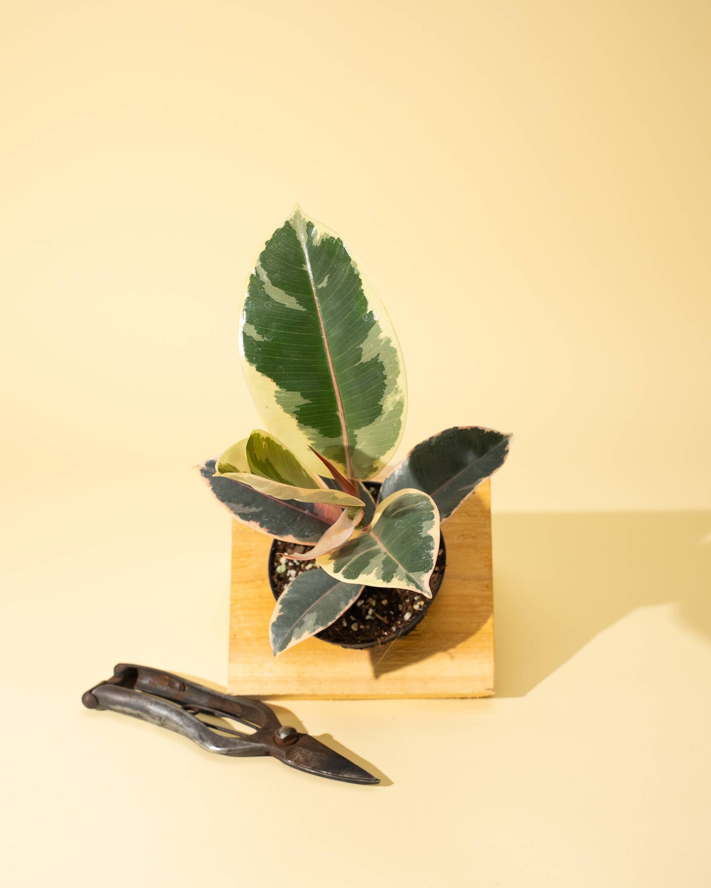 4 inch Ficus 'Tineke'