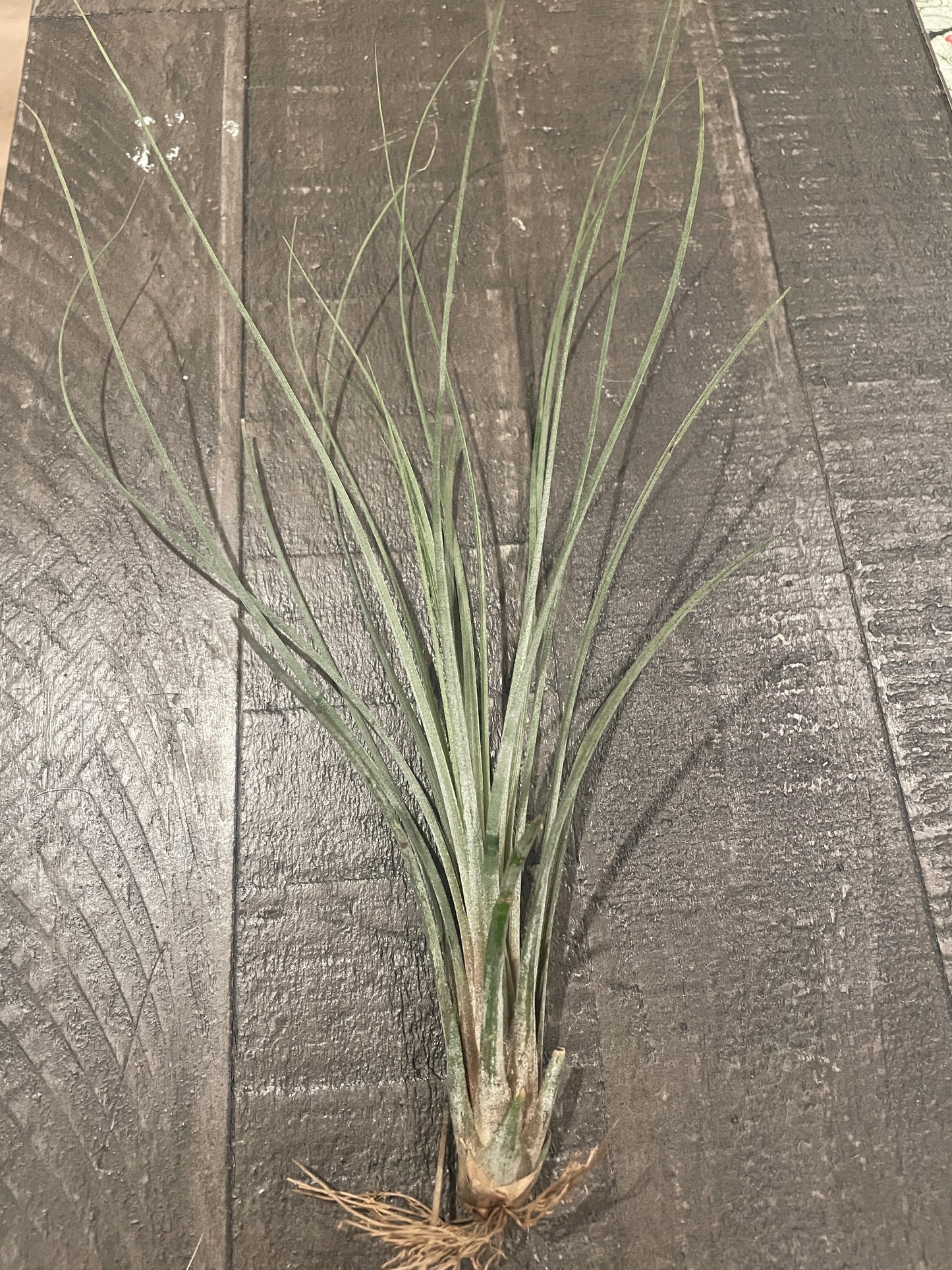 Air Plantn - Tillandsia ‘Medusa’ 🐍🌬️