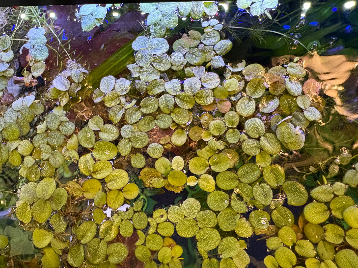 Salvinia🌿✨ - 4 oz Portion