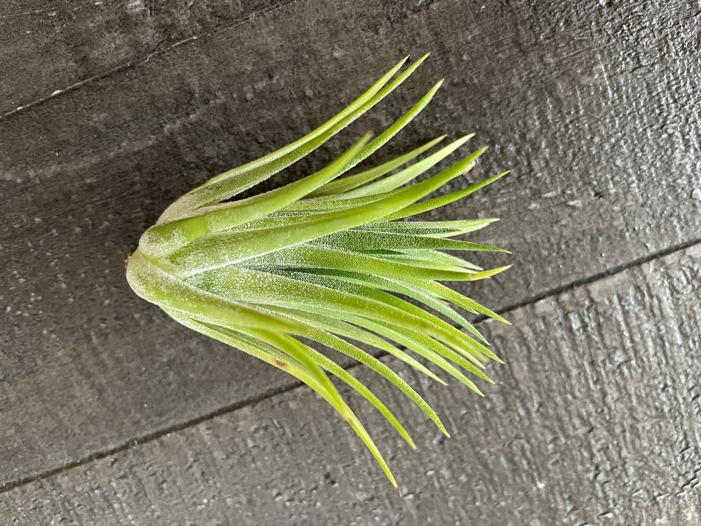 Air Plants - Tillandsia ionantha 🔥🌿