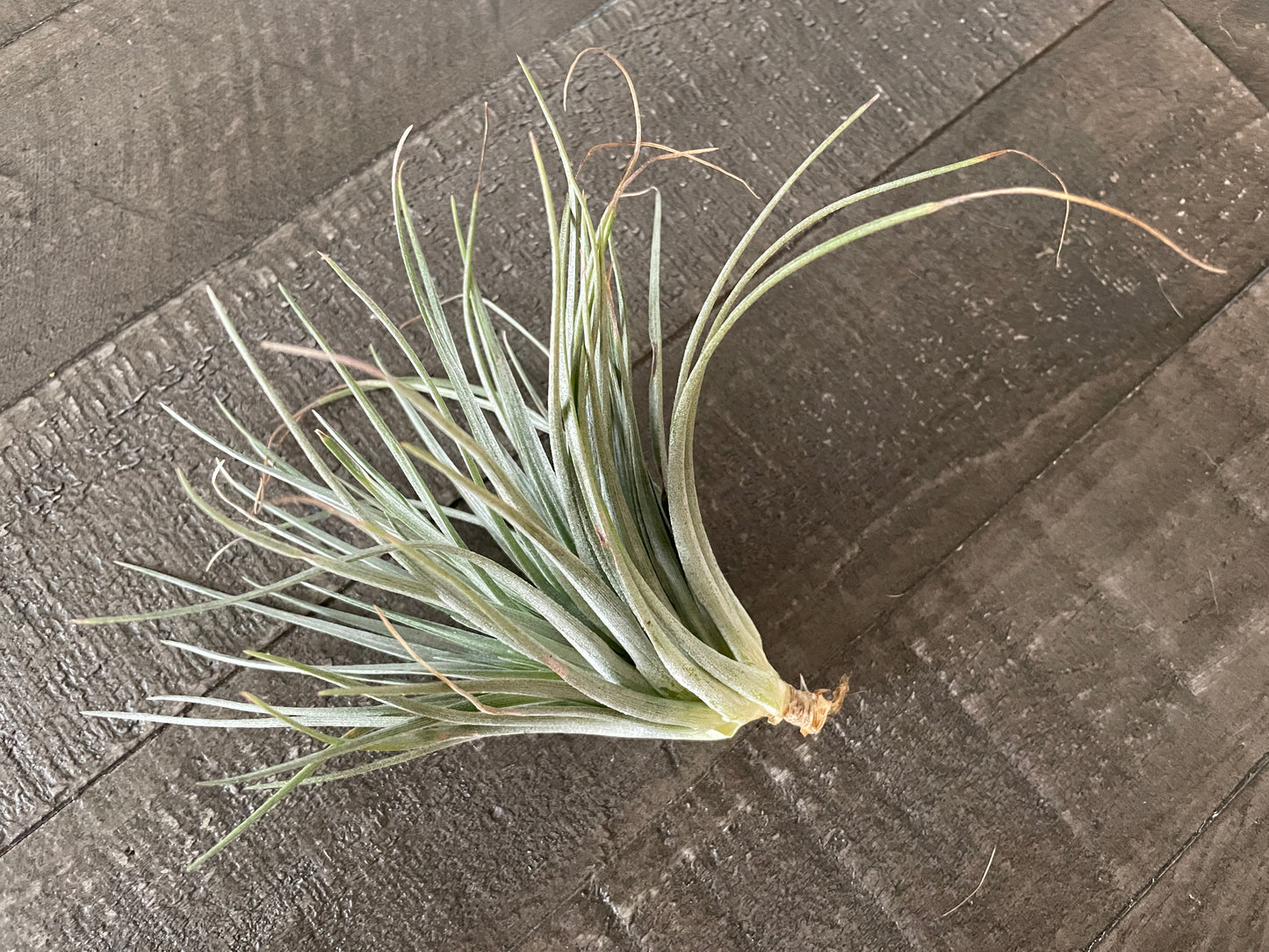 Air Plants - Tillandsia plagiotropica 🌿☁️
