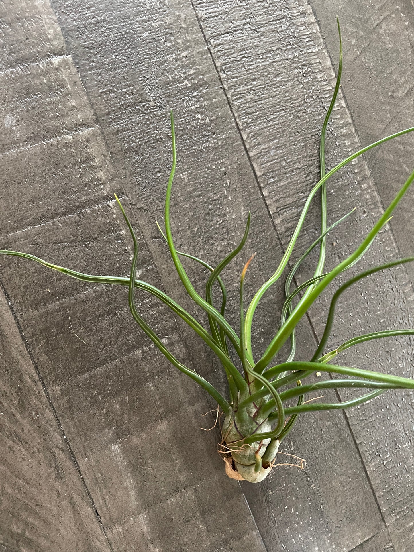 Air Plants - Tillandsia bulbosa ‘Belize’ 🐙🌿