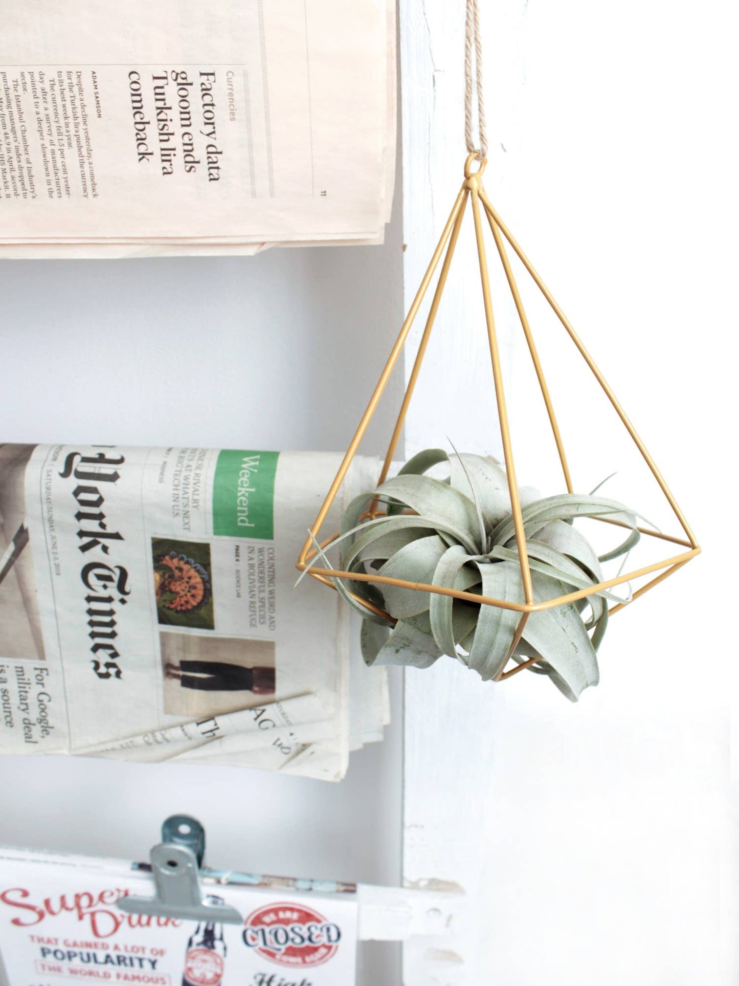 Air Plants - Tillandsia xerographica 🌪️🌿