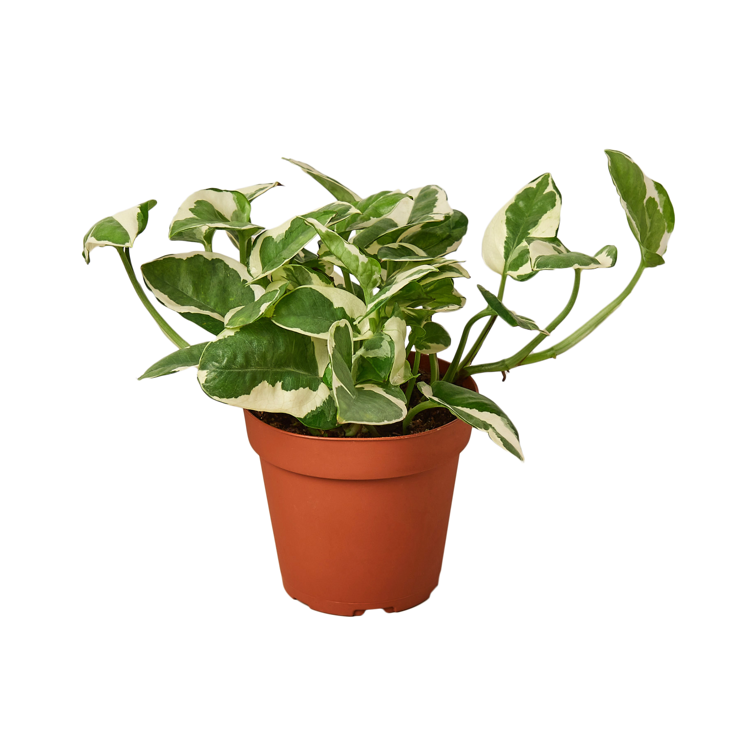 POTHOS NJOY 4-inch