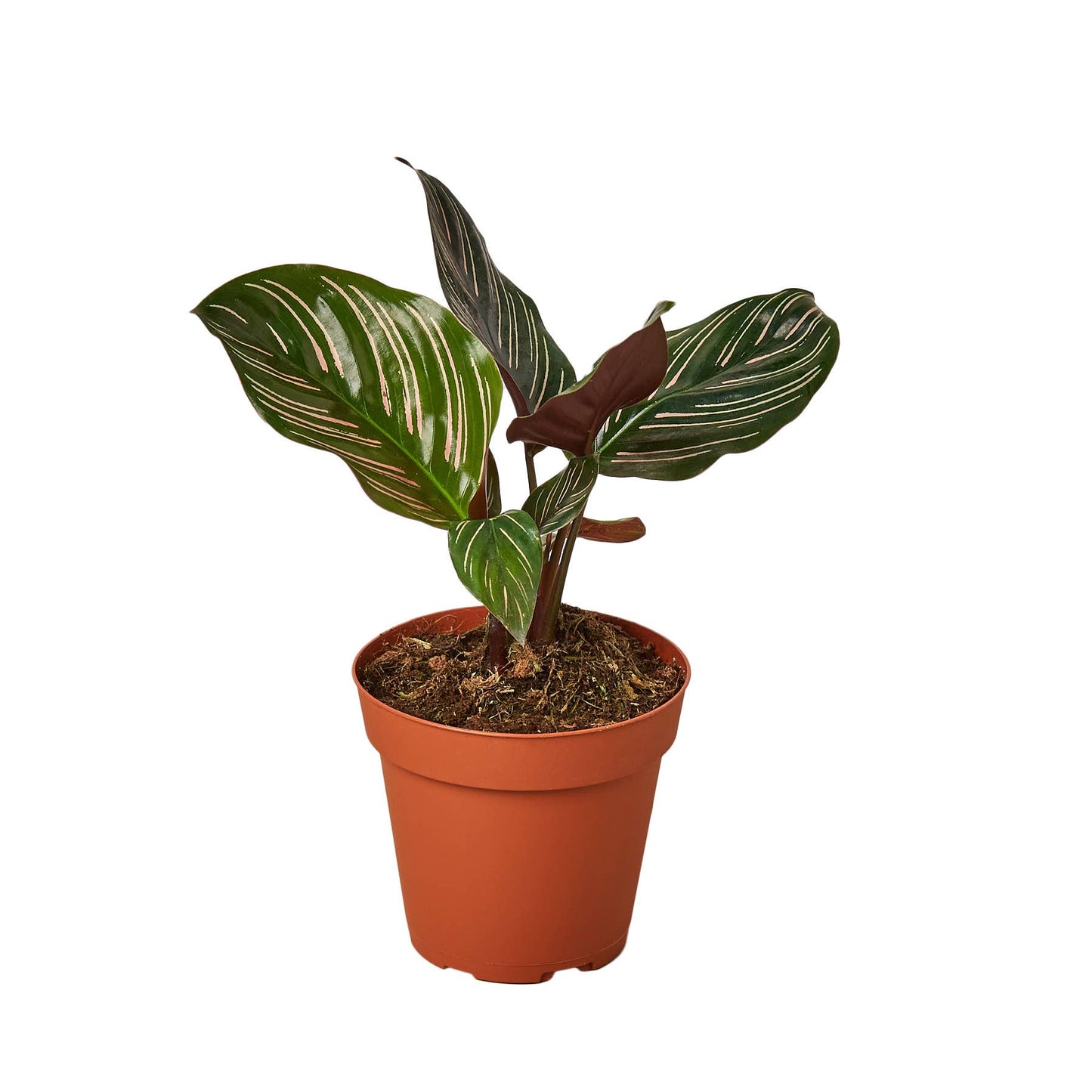 CALATHEA ORNATA 4-inch