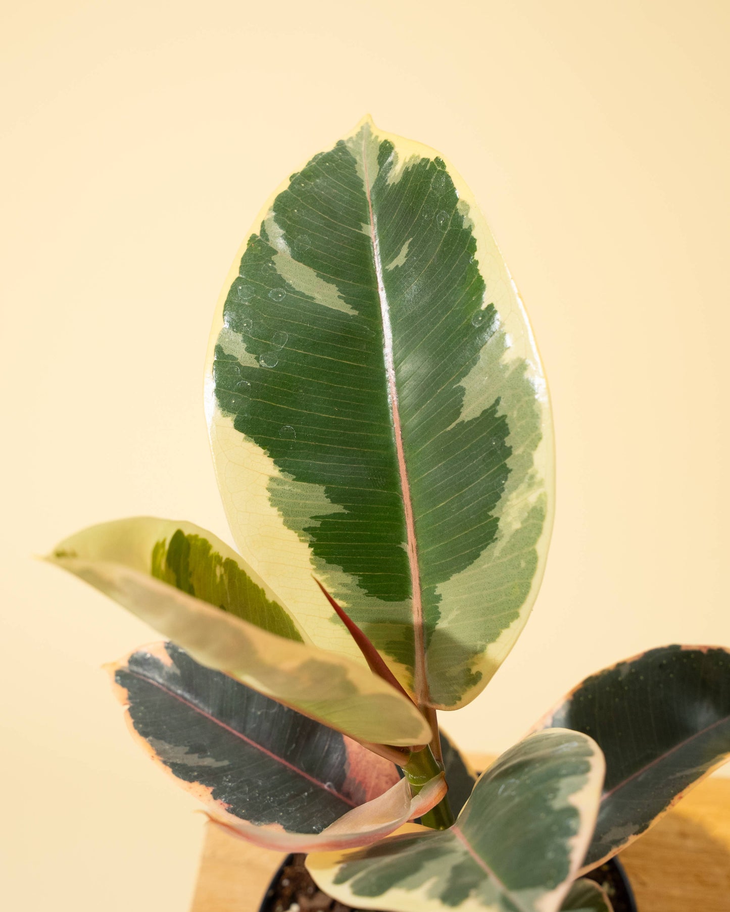 4 inch Ficus 'Tineke'