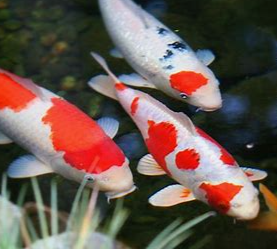 Koi Fever is REAL!