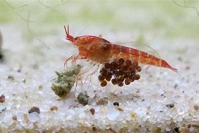 Opāe ula shrimp