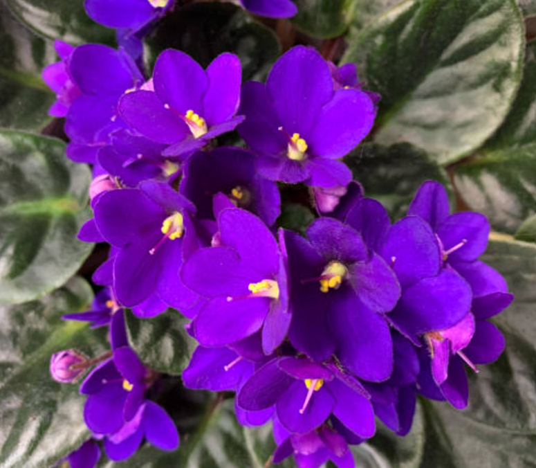African Violets