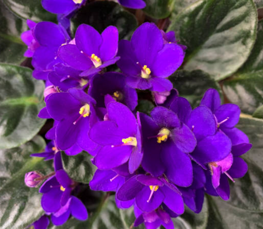 African Violets