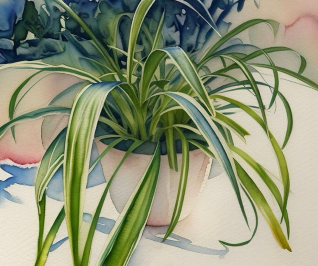 The Spider Plant