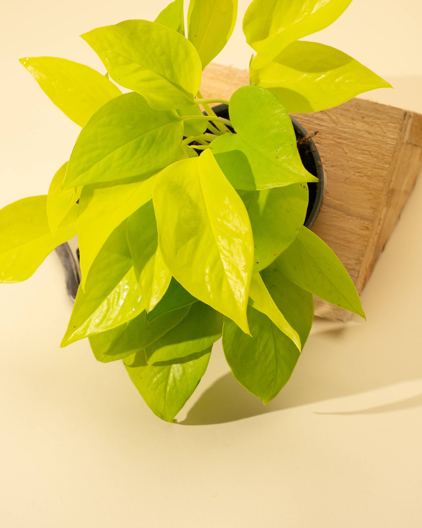 4" Pothos 'Neon'