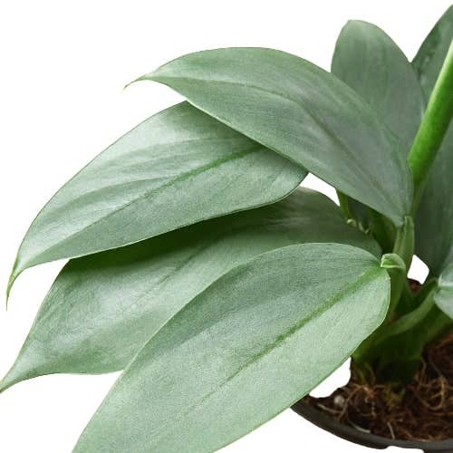 Philodendron Silver Sword 🗡️🌿 4" Pot