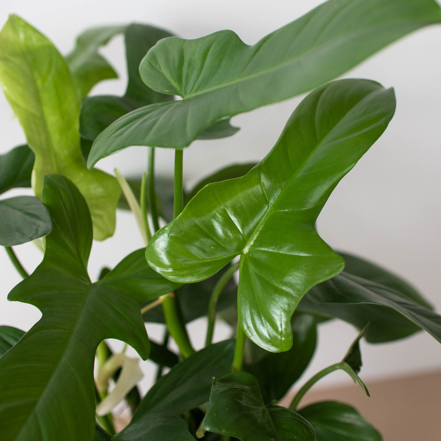 Philodendron Silver Sword 🗡️🌿 4" Pot