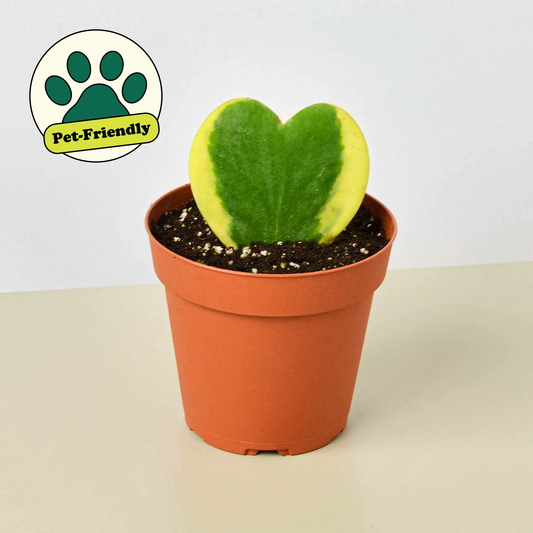 Variegated Hoya Heart 💚🤍 3-Inch