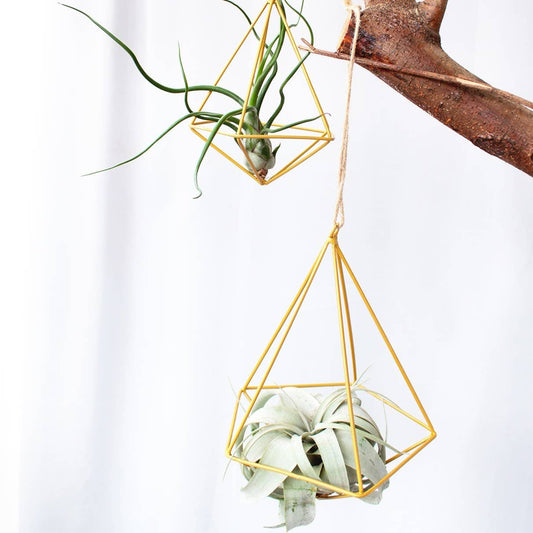 Air Plants - Tillandsia bulbosa ‘Belize’ 🐙🌿