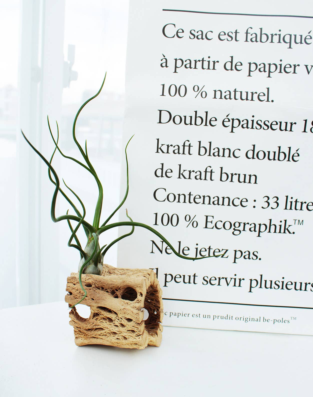 Air Plants - Tillandsia bulbosa ‘Belize’ 🐙🌿