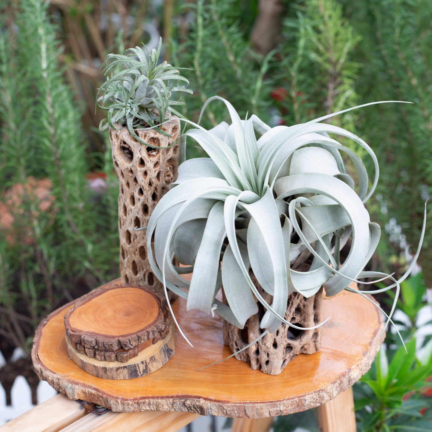 Air Plants - Tillandsia xerographica 🌪️🌿