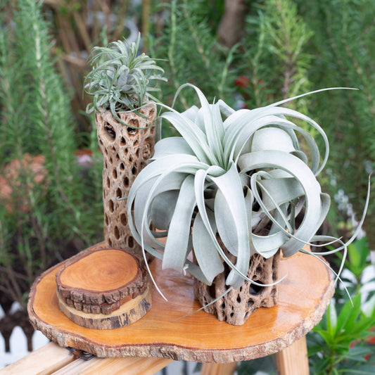 Air Plants - Tillandsia xerographica 🌪️🌿
