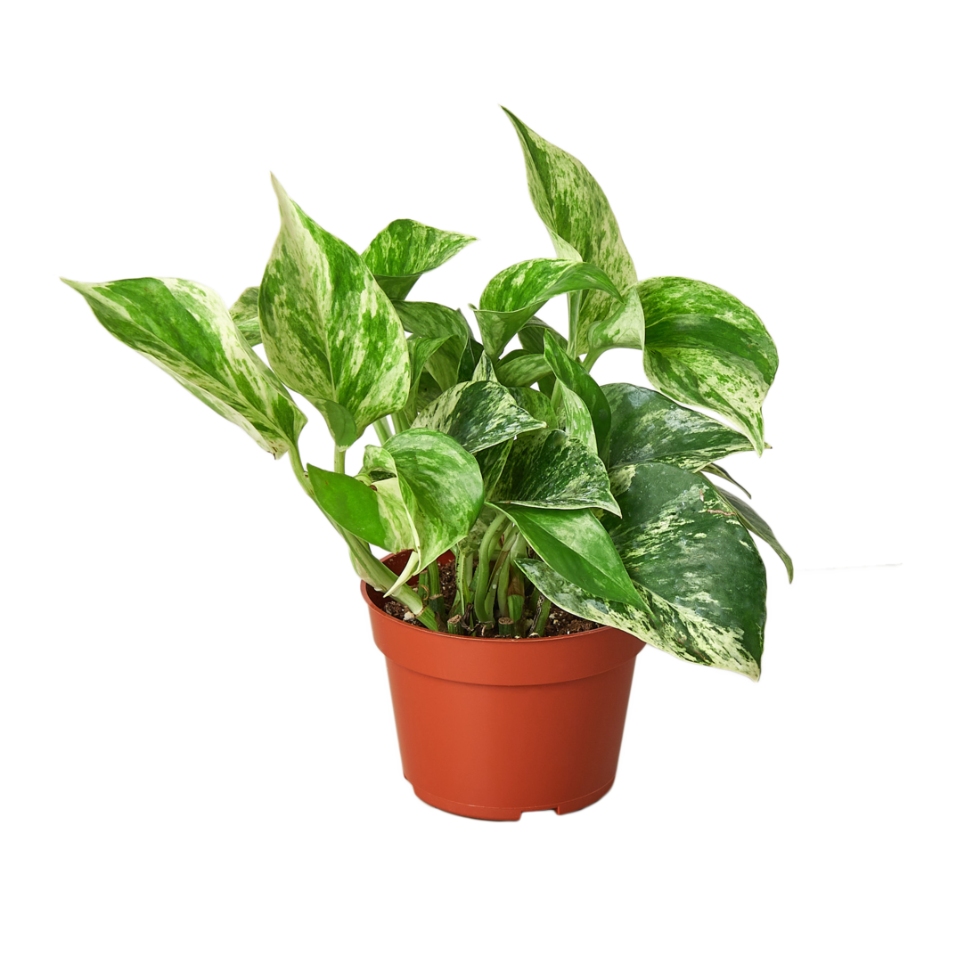 Pothos ‘Marble Queen’ 🤍🌿 4-inch