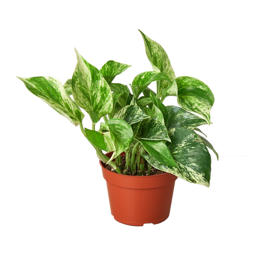 Pothos ‘Marble Queen’ 🤍🌿 4-inch