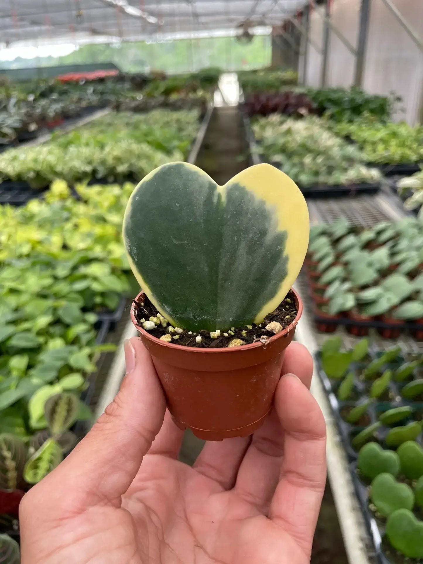 Variegated Hoya Heart 💚🤍 3-Inch