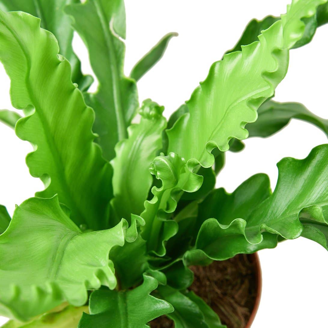 Bird's Nest Victoria Fern 🌿👑 4-inch