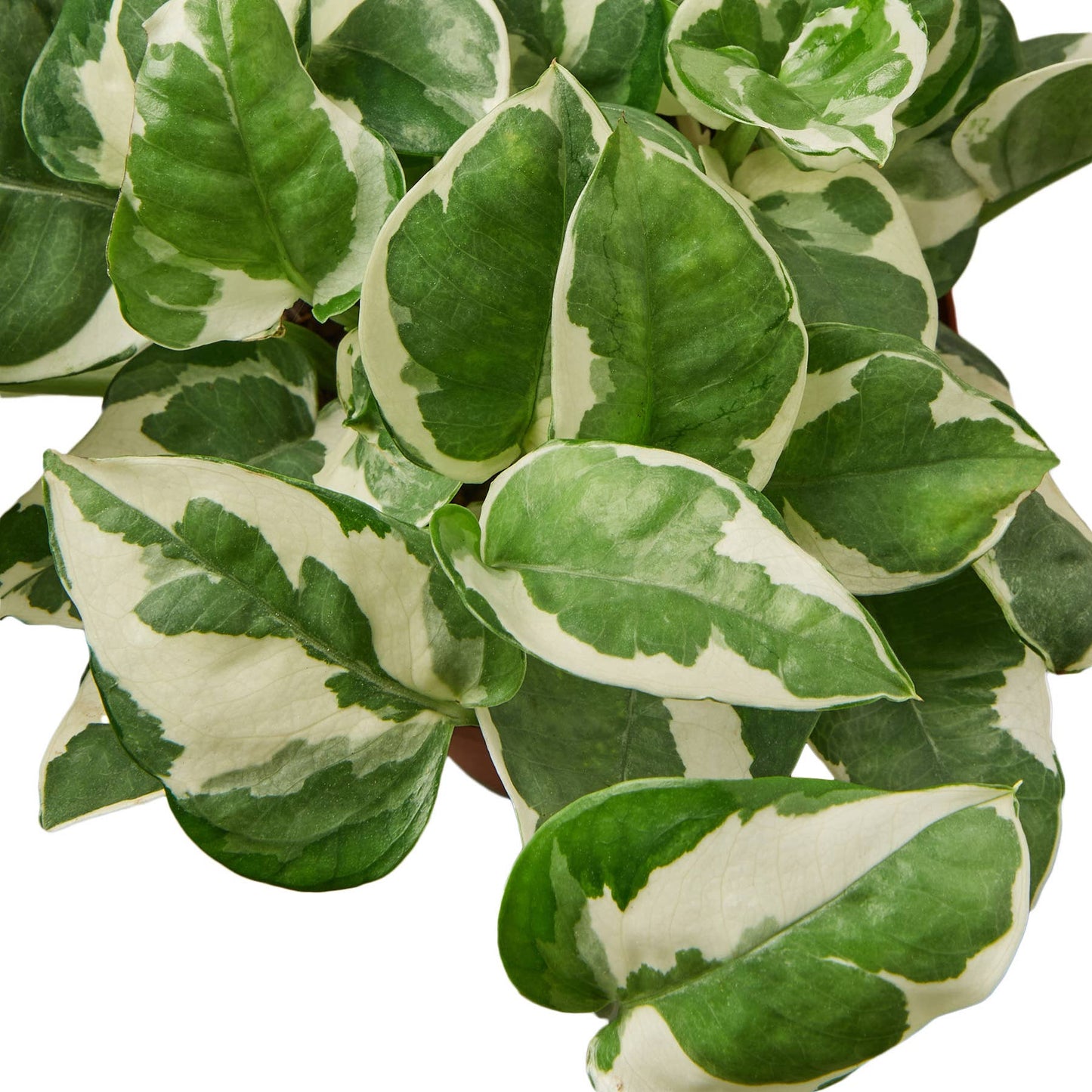 POTHOS NJOY 4-inch