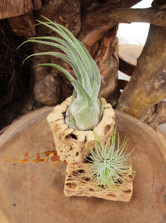 Air Plants - Tillandsia gardneri 🌸🌬️