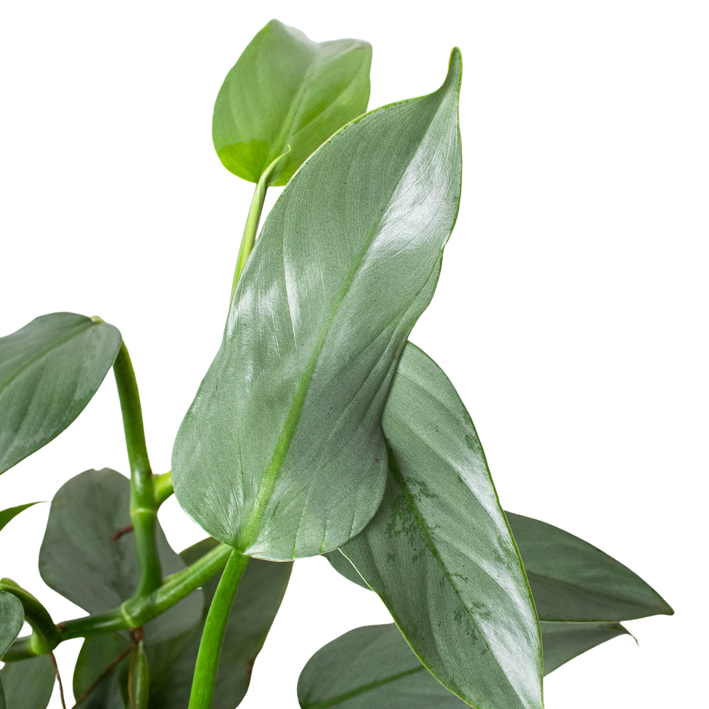 Philodendron Silver Sword 🗡️🌿 4" Pot