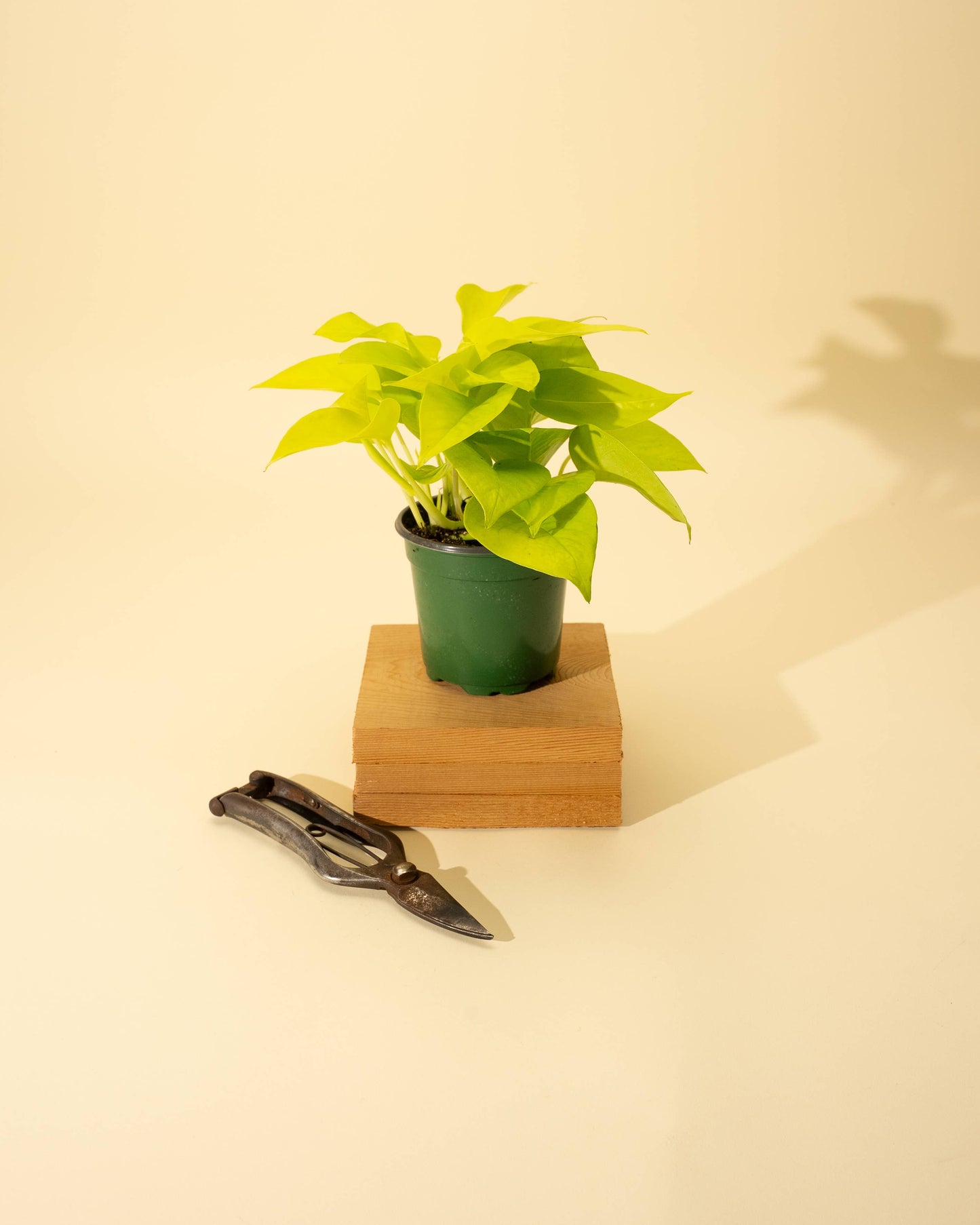 4" Pothos 'Neon'