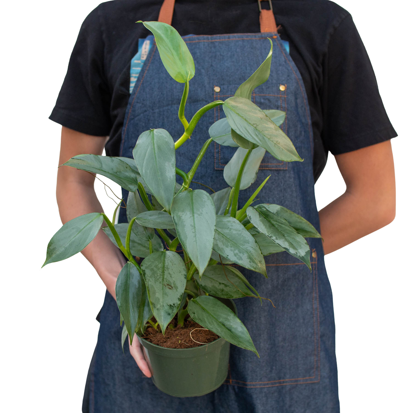 Philodendron Silver Sword 🗡️🌿 4" Pot