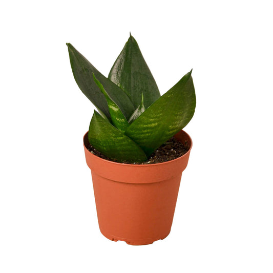 Snake Plant ‘Jade Star’ 🌿⭐ 4-inch