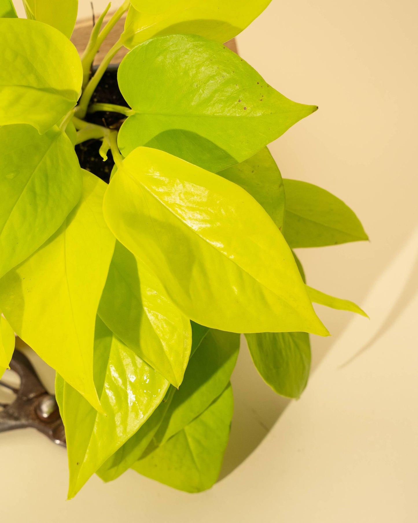 4" Pothos 'Neon'