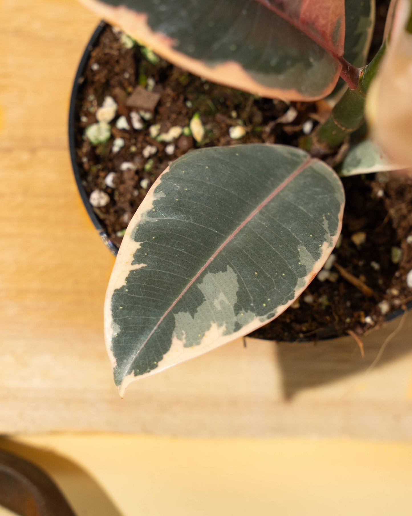 4 inch Ficus 'Tineke'