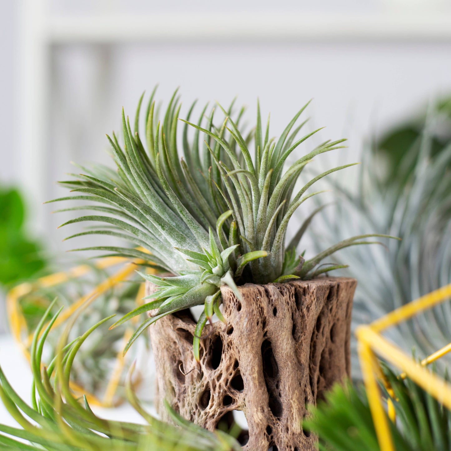 Air Plants - Tillandsia seleriana 🌀🌿