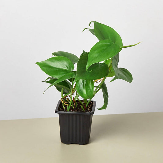 Philodendron Cordatum 💚🌿  2 SIZES!!