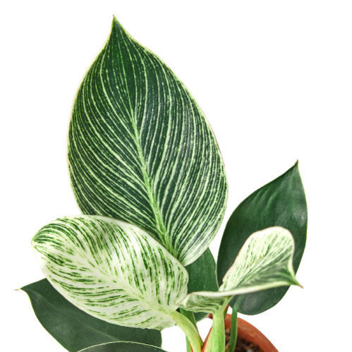 Philodendron Birkin 🤍🌿 4-inch
