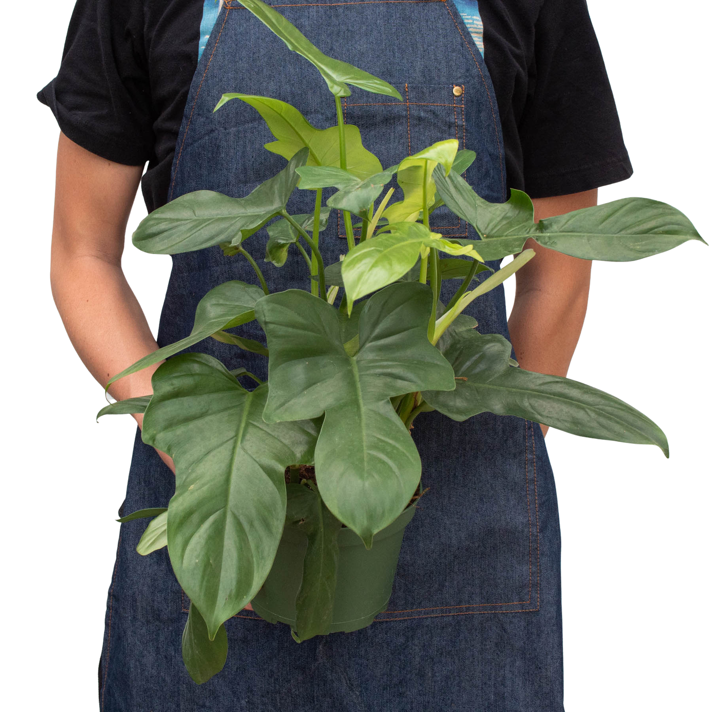 Philodendron Silver Sword 🗡️🌿 4" Pot