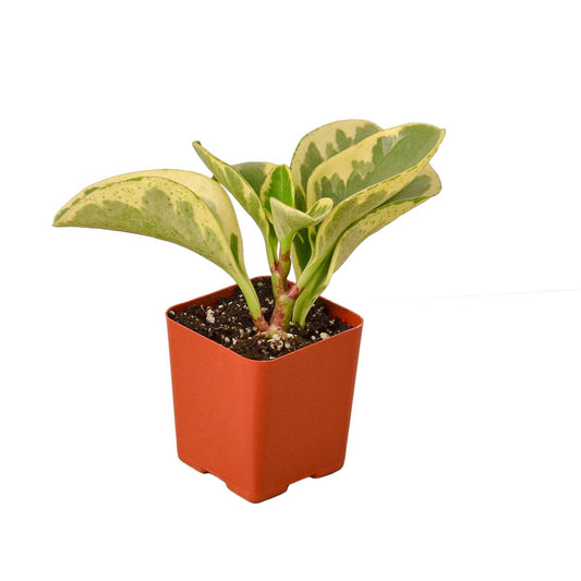 PEPEROMIA MARBLE  3-inch