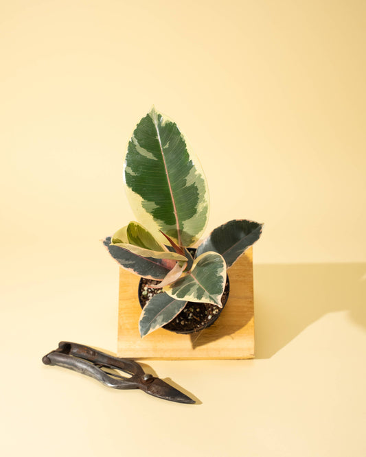 4 inch Ficus 'Tineke'