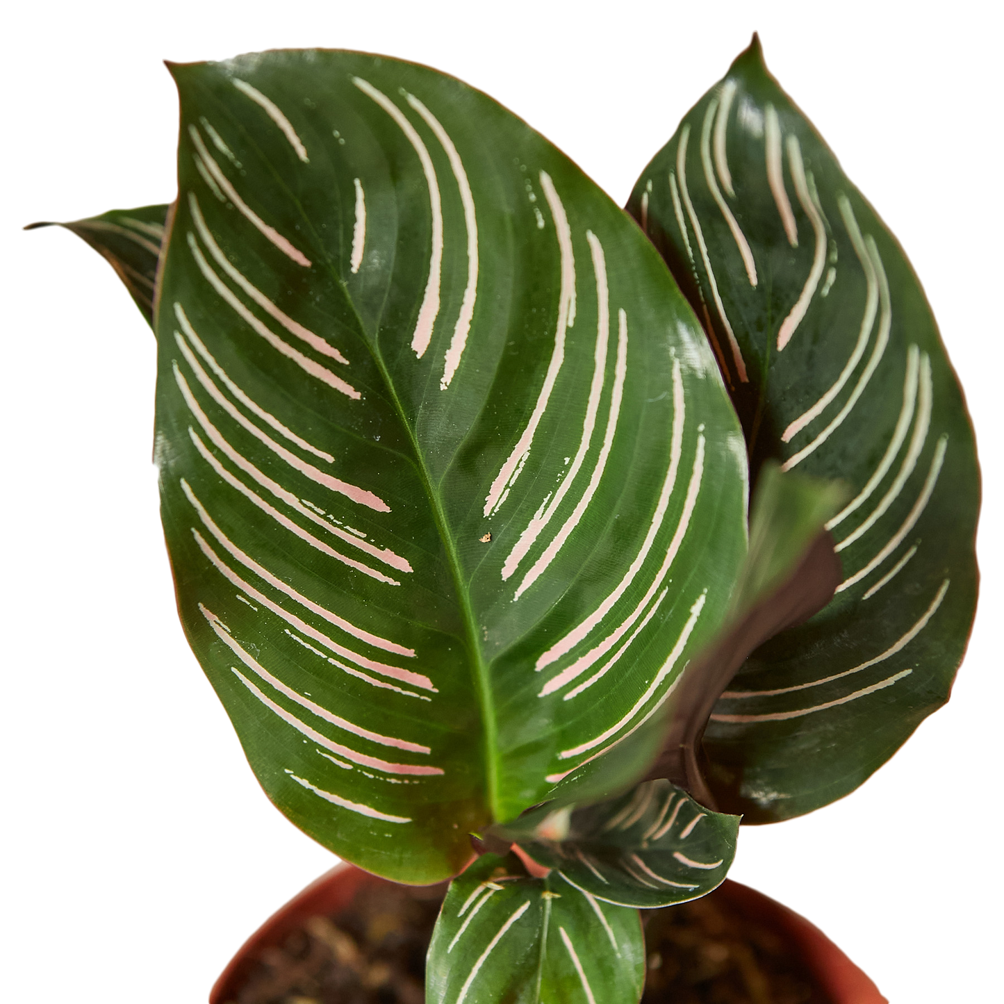 CALATHEA ORNATA 4-inch