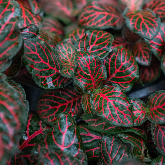 Red Fittonia (Nerve Plant) ❤️🌿 - 4" Pot