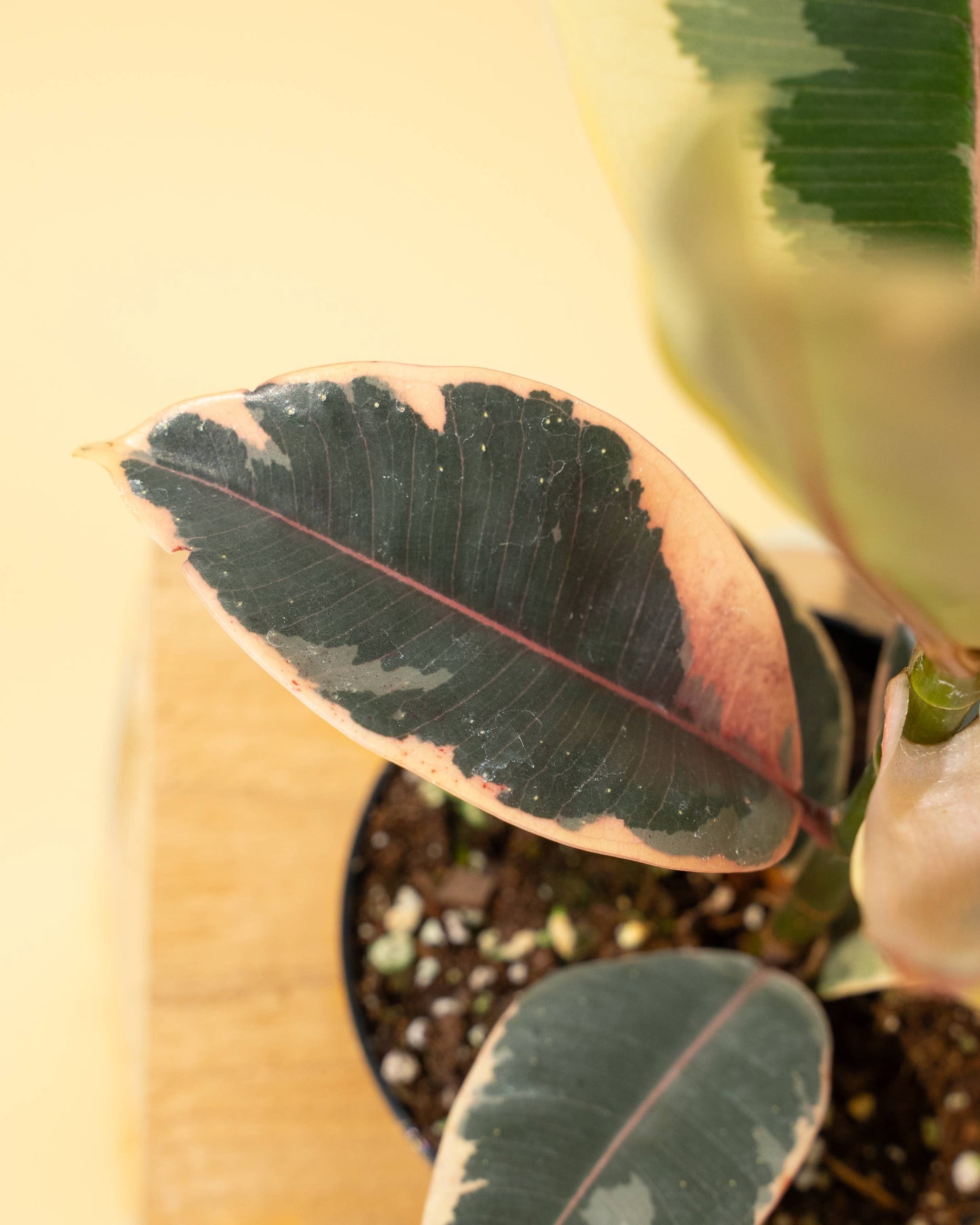4 inch Ficus 'Tineke'