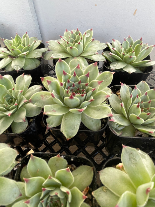 🏠 Houseleek (Sempervivum tectorum) 2"